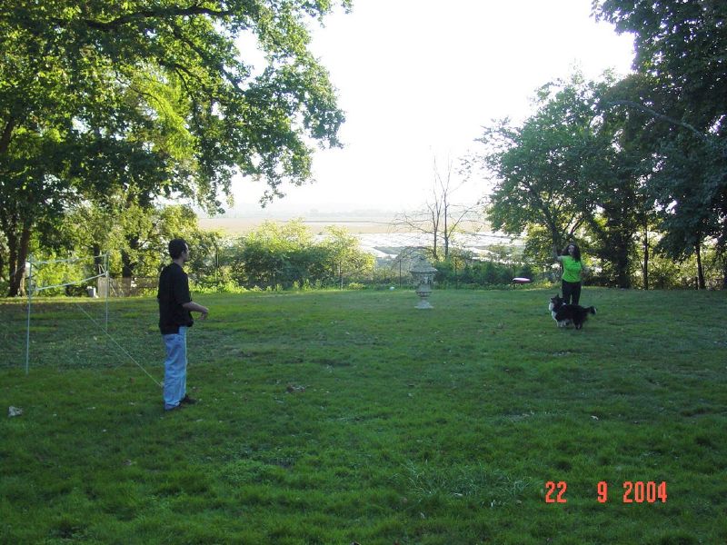 Sebastian is happy to have so many good sheep to throw his frisbee.
